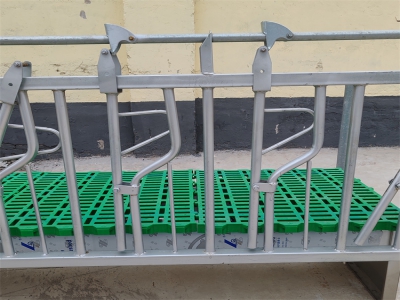 《畜牧新寵：自鎖式羊頸夾的發(fā)展之路》